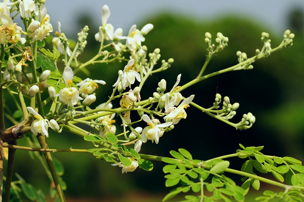 Planta Moringa