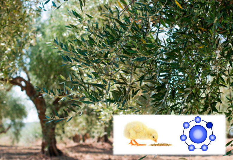 Antioxidant olive extract