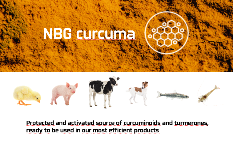 Curcuma and animals