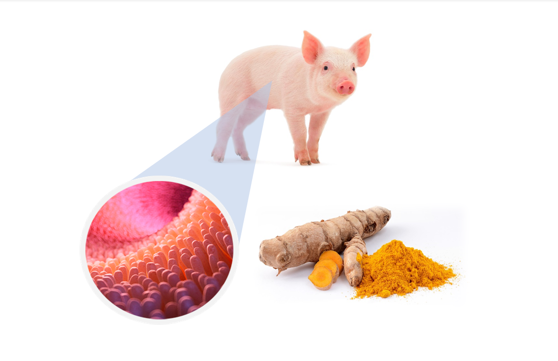 Pig and Curcuma