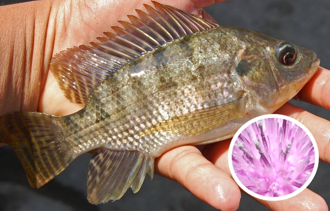 Tilapia and Milk Thistle