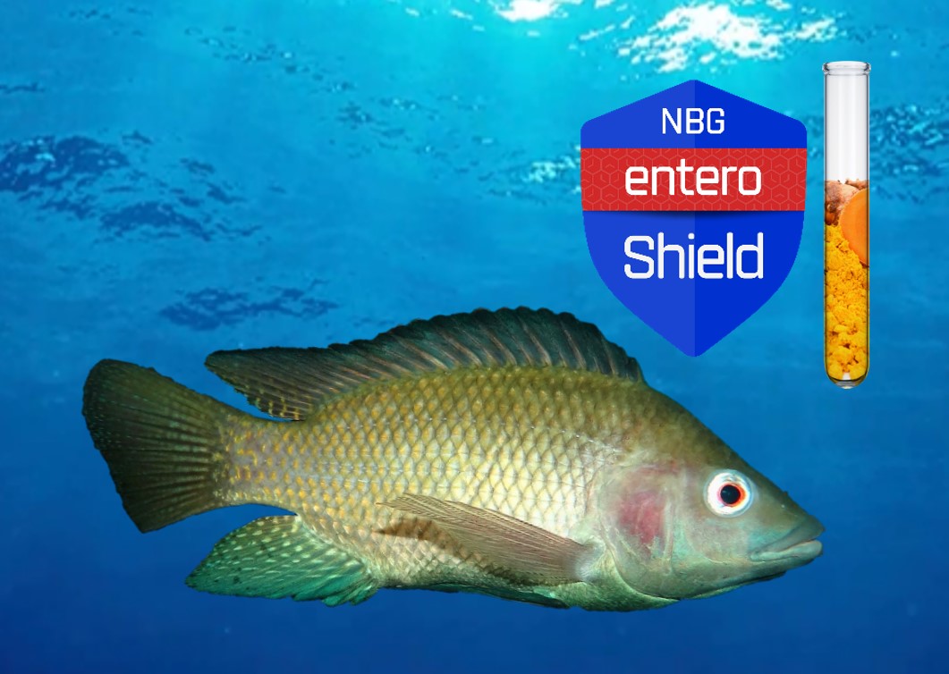 Tilapia and Enteroshield