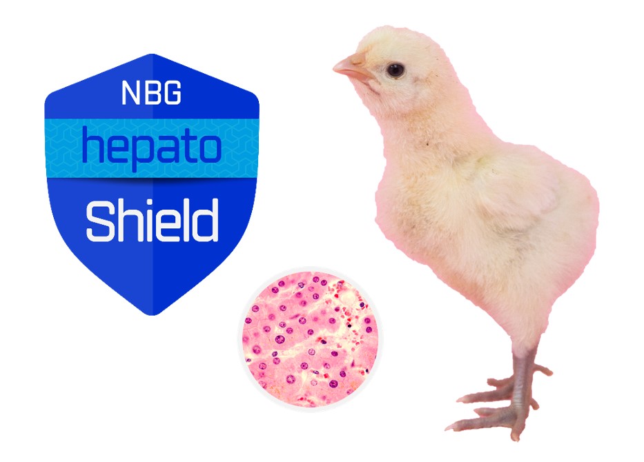 Hepatoshield and chicken