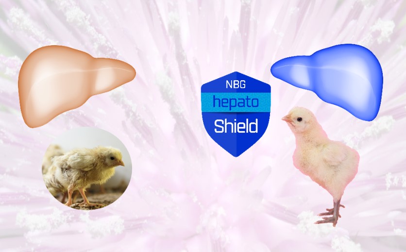 Hepatoprotector chickens