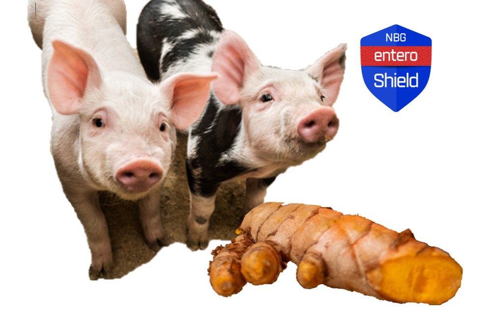 Piglets and Curcuma