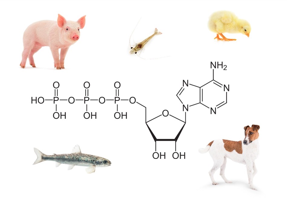 Nucleotidos y animales