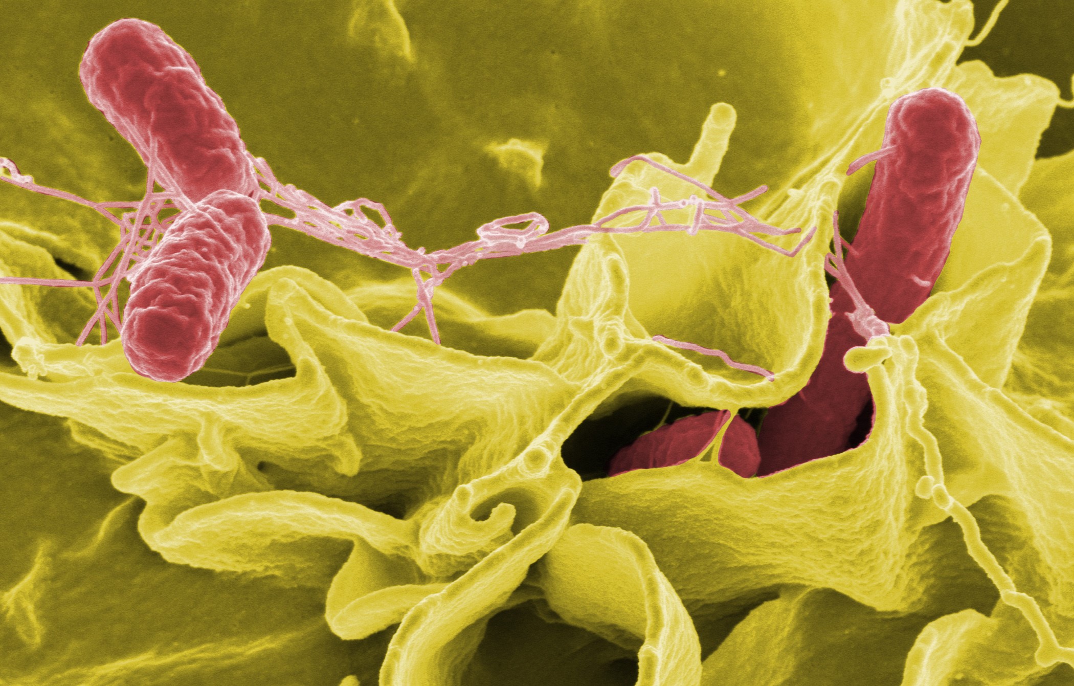 Formic Acid Salmonella