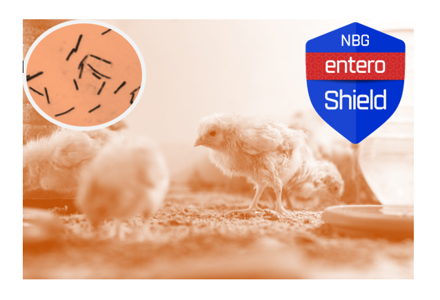 Necrotic enteritis EnteroShield