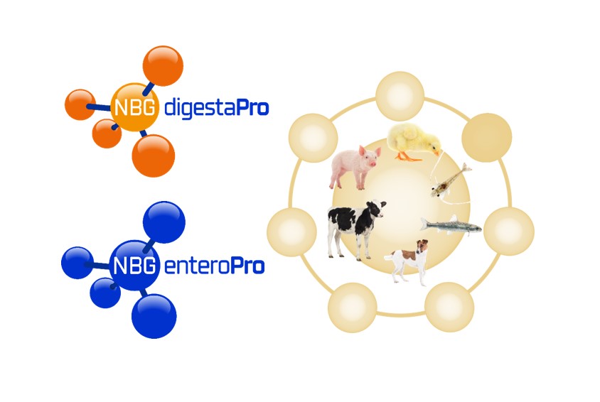 Antioxidant peptides NBG