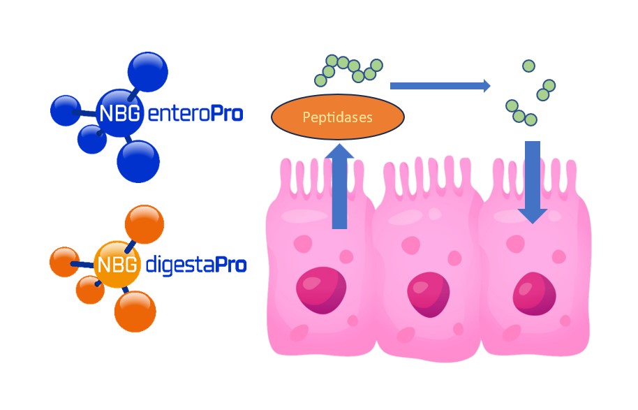 Digestion Proteica