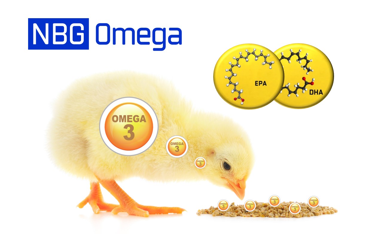 Omega 3 chicken