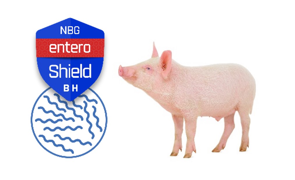 NBG EnteroShield-BH Brachyspira