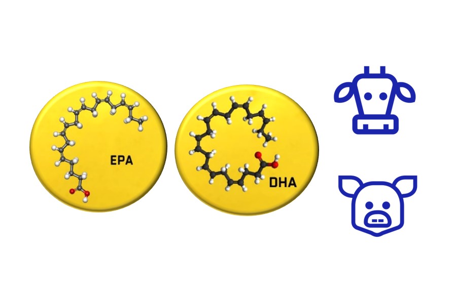 EPA and DHA Fertility Enhancement