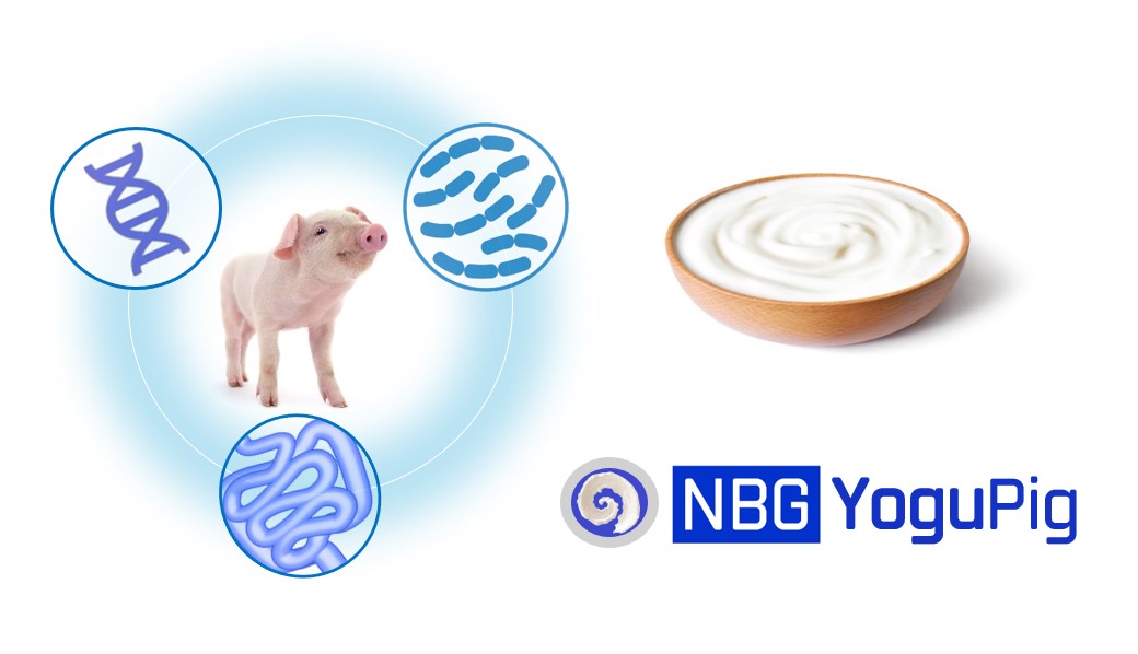 Yogurt and pigs