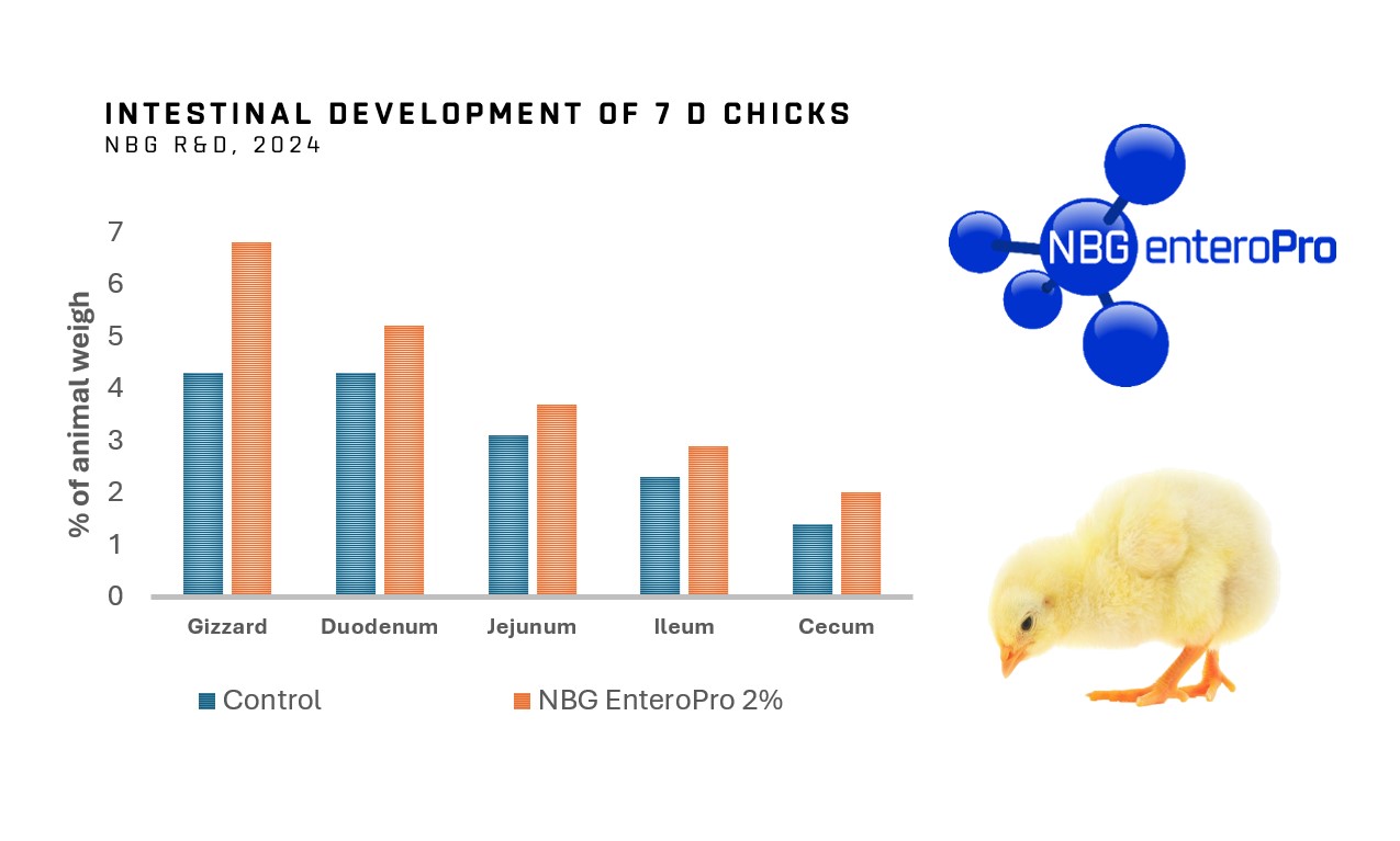 Intestinal development chickens